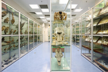 Hong Kong Biodiversity Museum